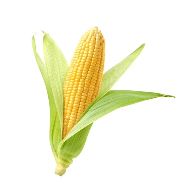 Corn (Maize)